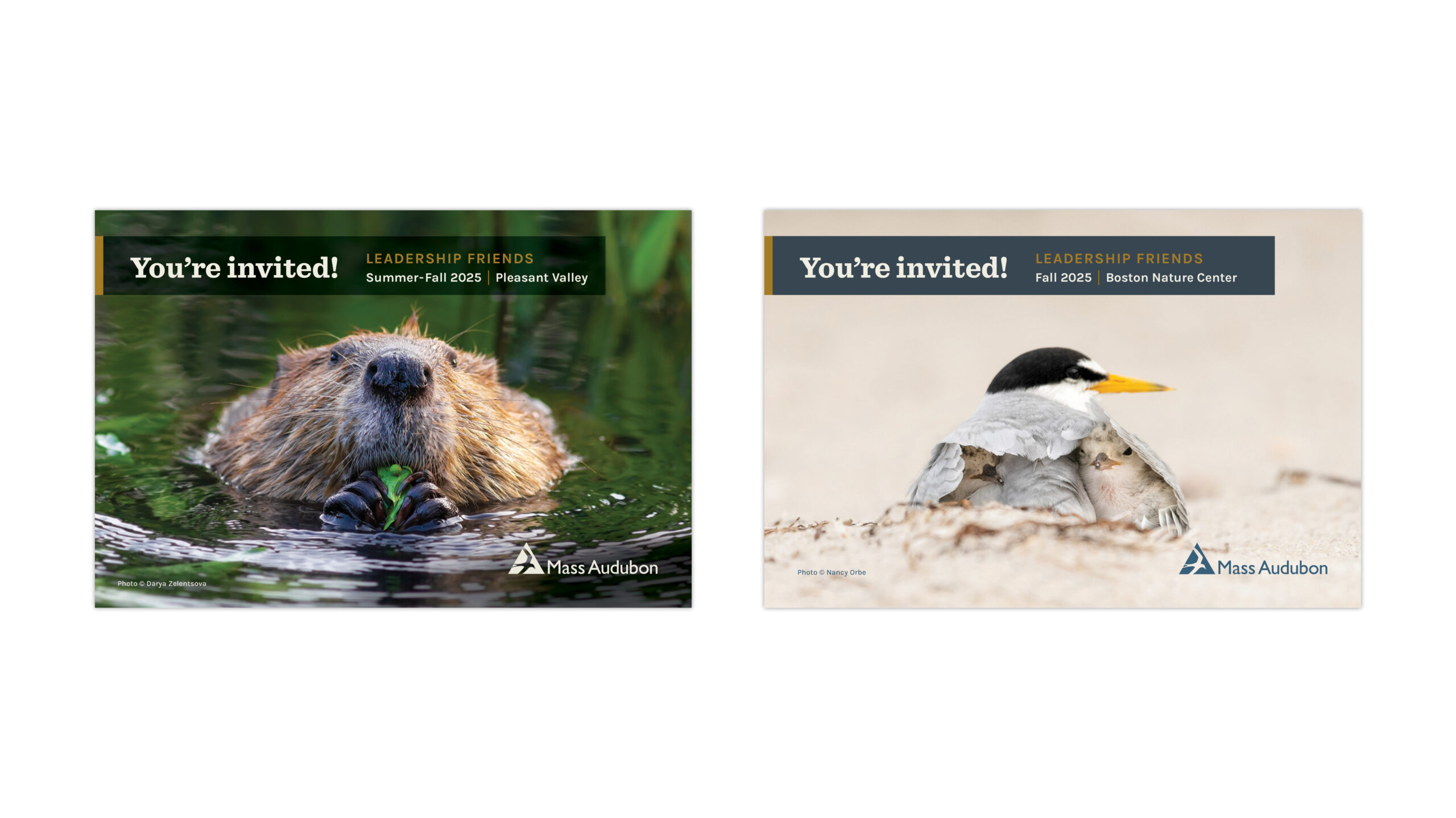 Postcard Designs for Mass Audubon Regional Events